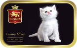 Adorable Kitten tin image