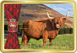 Highland Cow tin image